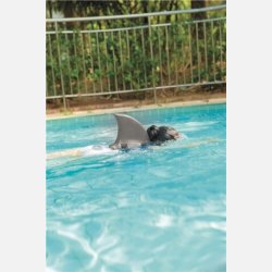 Happy Summer Haj Finne - Gr